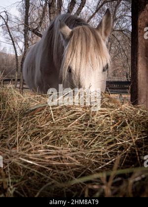 Low angle view of white Andalusian portuguese breed horse eating hay. Stock Photo