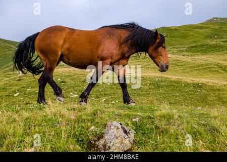 An Arabian horse is grazing in the pastures above Valles Pass. Stock Photo