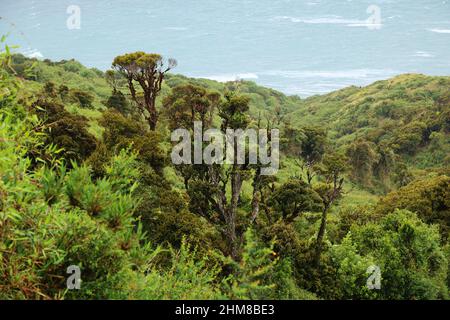 The typical vegetation of the island of Chiloe, Chile Stock Photo