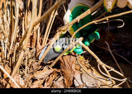 Pruning shears and gloves. Cutting the remains of last year's plants with a pruner. preparation for summer, pruning of dry shrub branches with garden Stock Photo