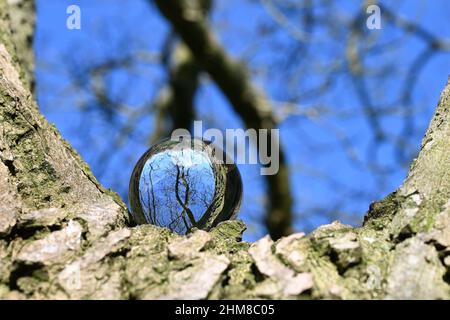 Environment concept, a crystal ball lies in the branches of a tree, reflection of the landscape. concept and theme of nature, environmental protection Stock Photo