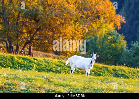 A white goat grazing on a meadow at the edge of a forest in autumn at sunset. Stock Photo