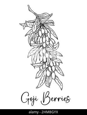 Goji berry fruit hand drawn vector botanical illustration. Stock Vector