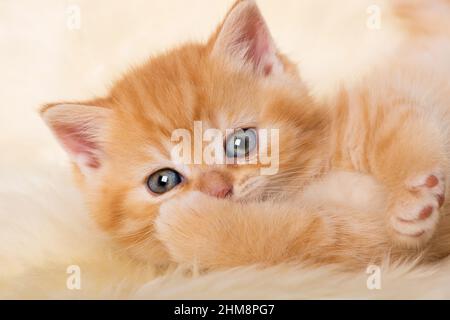 Cute red tabby kitten lying on a blanket Stock Photo