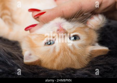 Cute red tabby kitten lying on a blanket Stock Photo