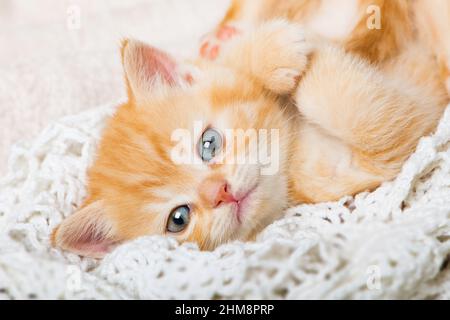 Cute red tabby kitten lying on a blanket Stock Photo