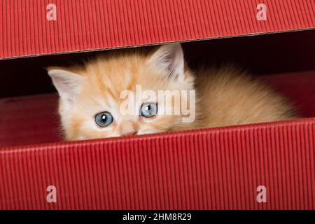 Red tabby kitten in a paper bag Stock Photo