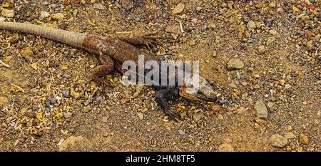 beautiful Gallotia stehlini resting in the sun Stock Photo