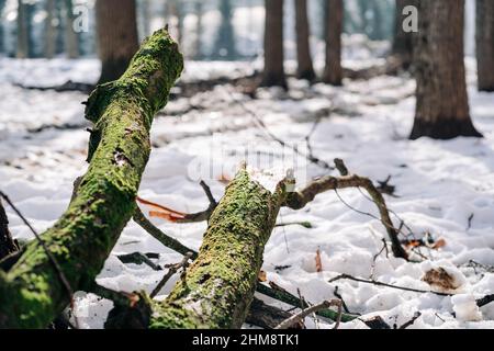 Old fallen mossy tree in a forest. Broken tree trunk after thunderstorm in the park. Stock Photo
