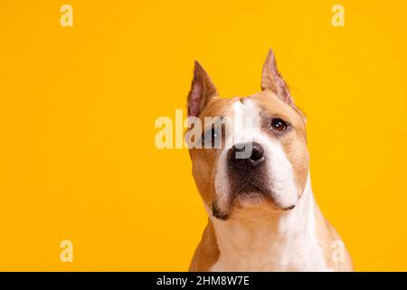 dog american staffordshire terrier looking up on yellow background. High quality photo Stock Photo