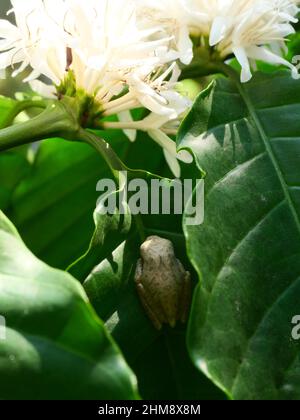 Common Tree Frog hiding on green leaf of coffee plant, Amphibians in natural forest and plantation in Thailand