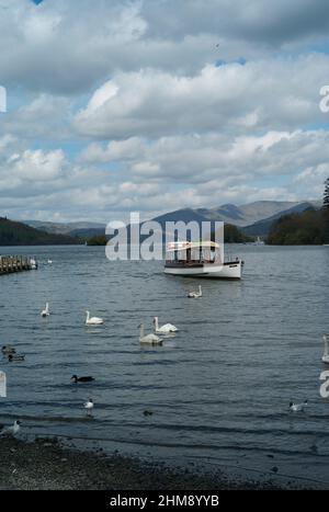 Spring view of a launch and Swans on Lake Windermere at Bowness on Windermere Stock Photo