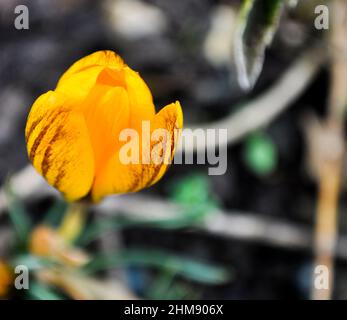 Yellow striped spring flowering crocus (Gipsy Girl) growing in a garden Stock Photo