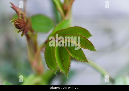 Spring growth on the climbing rose Claire Austin (Rosa) - February, UK Stock Photo