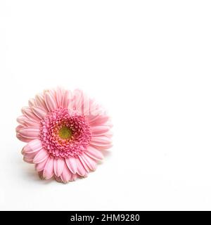 Pink Gerbera daisy type flower on white background Stock Photo