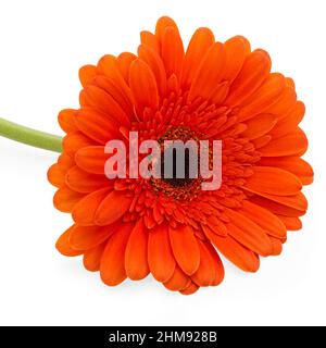 Orange Gerbera daisy type flower on white background Stock Photo