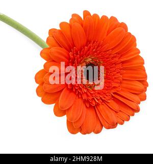 Orange Gerbera daisy type flower on white background Stock Photo