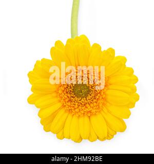 Yellow Gerbera daisy type flower on white background Stock Photo