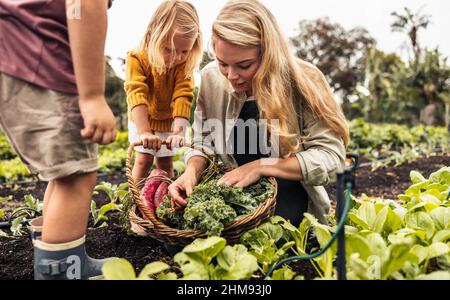 Young single mother gathering fresh vegetables with her children. Young family of three reaping fresh produce on an organic farm. Self-sustainable fam Stock Photo