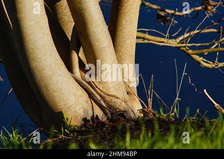 Smooth bark of a multi-stemmed young walnut on the bank of the river Nidda Stock Photo