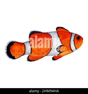 Watercolor Clown fish on white background, Sea life illustration, Ocean fish painting, Orange fish image, Hand painted clown fish, Auarium fish image Stock Photo