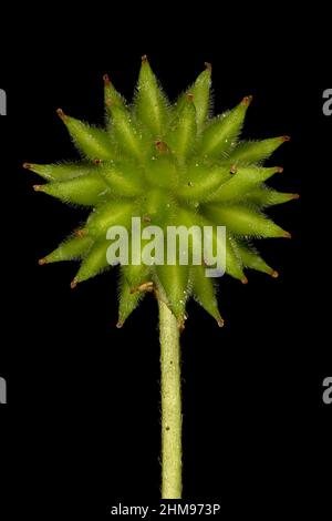 Wood Anemone (Anemonoides nemorosa). Fruit Closeup Stock Photo
