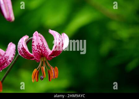 Single Close up of Pink/Purple Turk's-cap Lily 'Lilium Martagon' Flowers grown in the Borders at RHS Garden Harlow Carr, Harrogate, Yorkshire, UK. Stock Photo