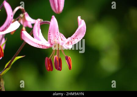 Single Close up of Pink/Purple Turk's-cap Lily 'Lilium Martagon' Flowers grown in the Borders at RHS Garden Harlow Carr, Harrogate, Yorkshire, UK. Stock Photo