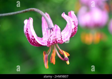 Single Close up of Pink/Purple Turk's-cap Lily 'Lilium Martagon' Flowers grown in the Borders at RHS Garden Harlow Carr, Harrogate, Yorkshire, UK. Stock Photo