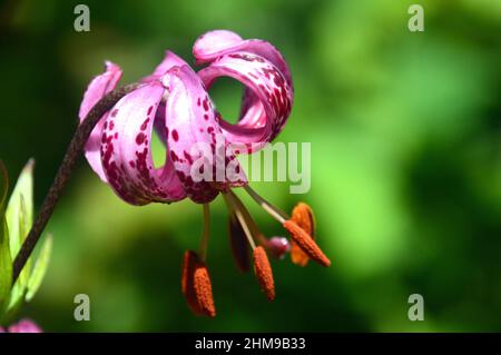 Single Close up of Pink/Purple Turk's-cap Lily 'Lilium Martagon' Flowers grown in the Borders at RHS Garden Harlow Carr, Harrogate, Yorkshire, UK. Stock Photo