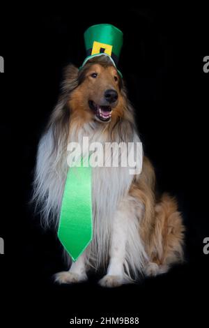 Portrait of a Rough Collie dog with saint patrick's day top hat Stock Photo