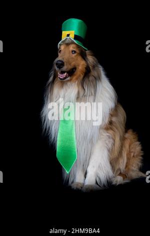Portrait of a Rough Collie dog with saint patrick's day top hat Stock Photo