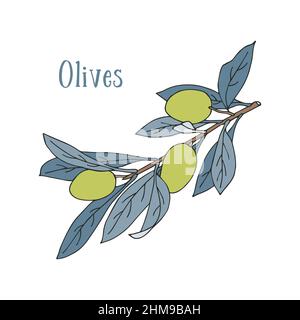 Olive branch green and blue doodle style, isolated, white background. Vector illustration Stock Vector