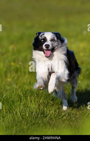 Border collie dog running in a meadow Stock Photo
