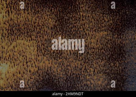 Mumbai, Maharashtra, India- Asia, Feb. 2009 : Abstract, part of rusty door look like painting on canvas Stock Photo