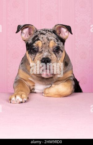 A Portrait of a cute old english bulldog puppy with paws on a table looking at the camera on a pink background Stock Photo