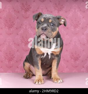 A Portrait of a cute old english bulldog puppy looking at the camera on a pink background Stock Photo