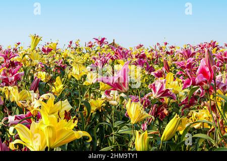 Blooming yellow and pink lilies (Lilium) during Spring beneath blue sky Stock Photo