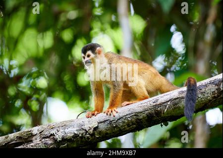 Central American squirrel monkey or red-backed squirrel monkey (Saimiri oerstedii),  Corcovado National Park, Osa Peninsula, Costa Rica Stock Photo