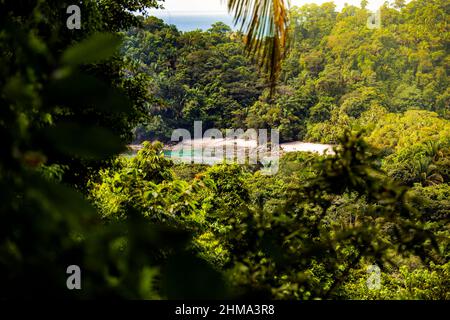 Coast with sea surrounded with lush green tropical trees growing in woods on summer day in nature of Costa Rica