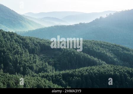 Lush green trees growing in wild thick coniferous woodland in mountainous area on summer day in nature against cloudless sky