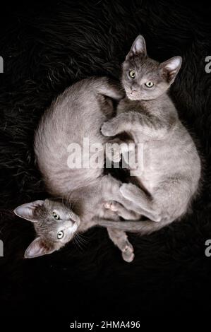 Top view of adorable little Russian blue cats with gray fur looking at camera while lying together on black background in room Stock Photo