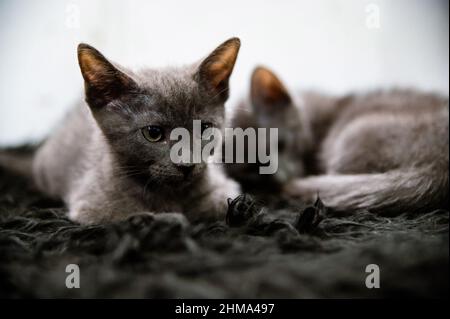 Adorable little Russian blue cats with gray fur looking at camera while lying together on black background in room Stock Photo