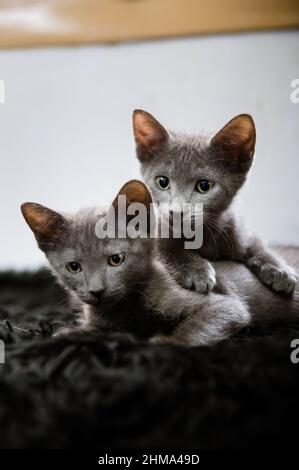 Adorable little Russian blue cats with gray fur looking at camera while lying together on black background in room Stock Photo