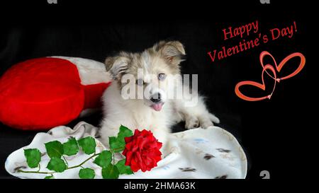 A fluffy puppy is lying on a litter next to a heart-shaped pillow and a rose flower. Valentine's Day Concept Stock Photo