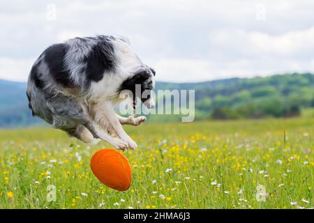 Border collie dog playing in a flower meadow Stock Photo