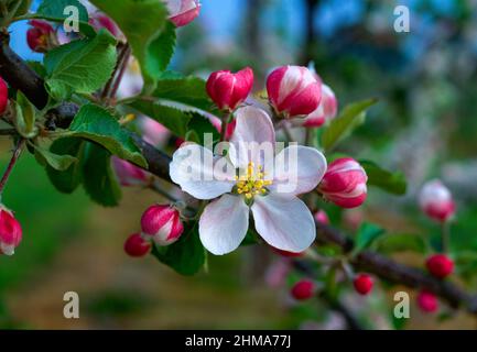 apple blossom, Stock Photo