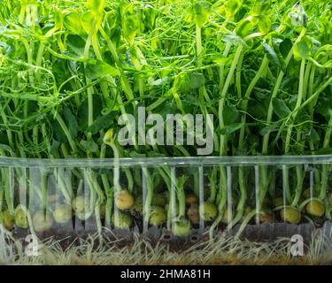 Sprouted seeds of pea and sunflower close up. Microgreens as a health benefit. Stock Photo