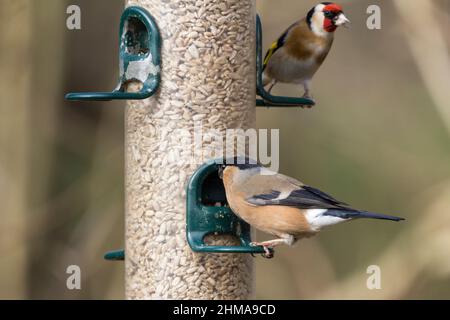 Bullfinch (Pyrrhula pyrrhula) female spring plumage black head wings and tail grey back dull salmon pink cheeks and underside white rump stubby bill Stock Photo