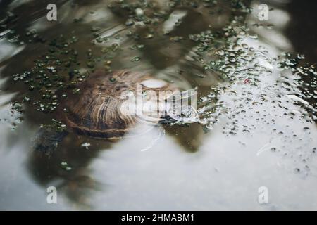 Close up of turtle swimming underwater. Stock Photo